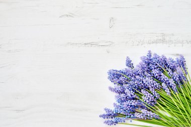 Bahar arka plan. Beyaz ahşap zemin üzerinde mavi muscari (üzüm sümbül, viper soğan) çiçekler. Alan, üstten görünüm kopyalayın. Tatil arka plan. Doğum günü, anneler günü kavramı.