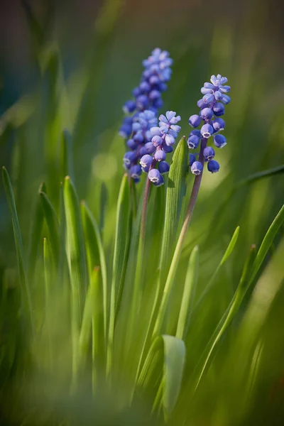 Flores Muscari Azul Nos Raios Sol Poente Foco Seletivo Espaço — Fotografia de Stock
