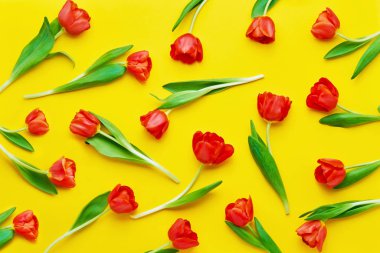 Sarı arkaplandaki kırmızı lalelerden yapılmış çiçek deseni. Düz yerde, üst tarafta. Tatil arkaplanı.