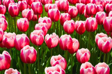 Gün batımında lale tarlasında açan pembe lale çiçekleri. Doğa arkaplanı, üst görünüm