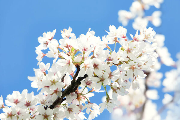 Branches of blossoming cherry against background of blue sky. Spring background.