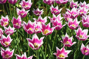 Gün batımında lale tarlasında açan pembe lale çiçekleri. Üst Manzara. Doğa arkaplanı