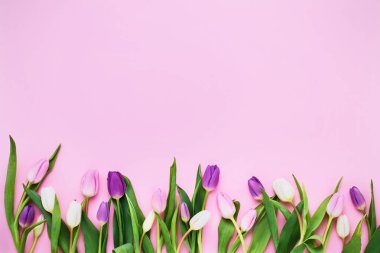 Pembe arka planda renkli lalelerin sınırı. Güzel tebrik kartı. Tatil konsepti. Metin için boşluk kopyala, üst görünüm