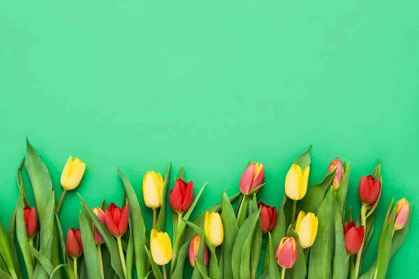 Piros Sárga Tulipánok Határvonala Élénk Zöld Háttérrel Gyönyörű Üdvözlőlap Ünnepi — Stock Fotó