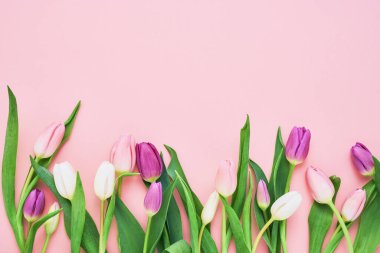 Pembe arka planda pembe ve beyaz laleler. Anneler günü, sevgililer günü, doğum günü kutlaması konsepti. Uzayı kopyala, üst görünüm. Tebrik kartı.