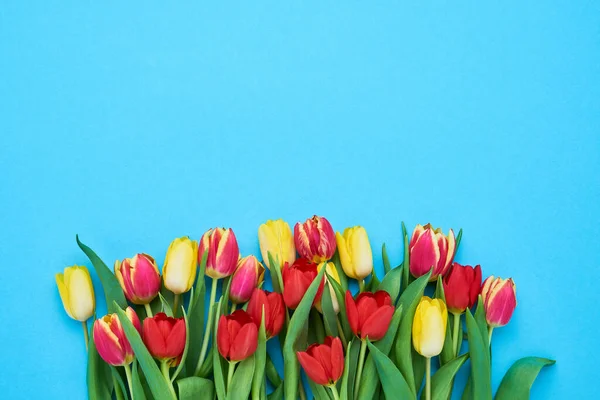 Bouquet of red and yellow tulips on blue background. Mothers day, Valentines Day, Birthday celebration concept. Copy space for text, top view