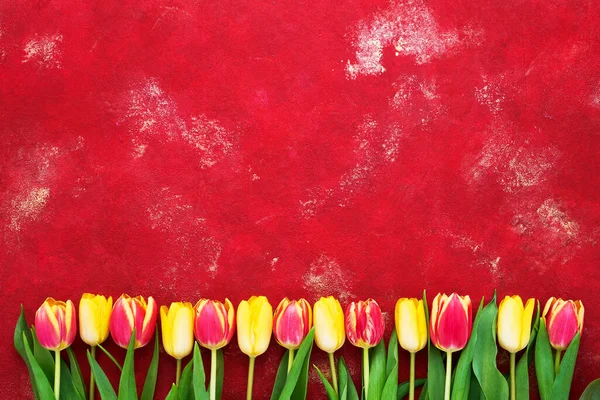 Кордон Жовтих Червоних Тюльпанів Яскраво Червоному Тлі Прекрасна Вітальна Листівка — стокове фото