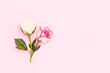 Pembe arka planda iki gül. Anneler günü, sevgililer günü, doğum günü kutlaması konsepti. Tebrik kartı. Metin için boşluk kopyala, üst görünüm. Minimalizm