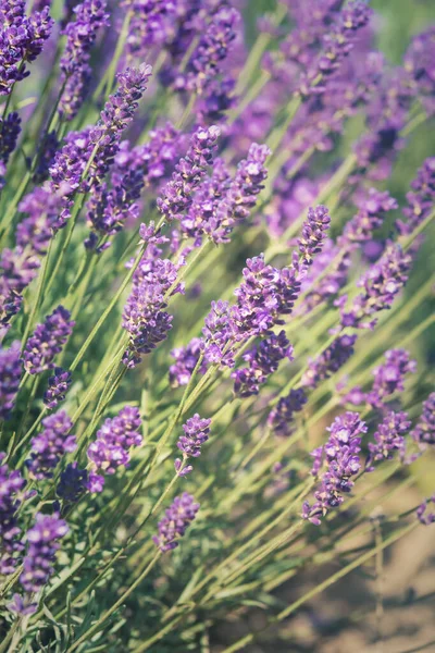 Soft focus on lavender flower, beautiful lavender flower. Lavender background. Toned image