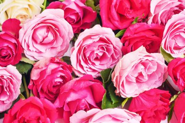 Pembe ve kırmızı gül arka planı. Tebrik kartı. Anneler Günü, Sevgililer Günü, Doğum günü kutlaması konsepti. 