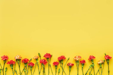 Karanfil çiçekleri sarı arka planda sınırdır. Anneler günü, sevgililer günü, doğum günü kutlaması konsepti. Metin için boşluk kopyala, üst görünüm