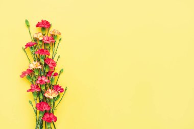 Karanfil çiçekleri sarı arka planda sınırdır. Anneler günü, sevgililer günü, doğum günü kutlaması konsepti. Metin için boşluk kopyala, üst görünüm