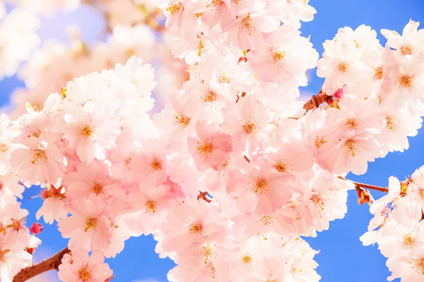Sakura Çiçekleri Kiraz Çiçekleri Bahar Arkaplanı Telifsiz Stok Fotoğraflar