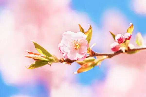 Mavi Gökyüzüne Karşı Açan Pembe Kiraz Ağacı Dalı Bahar Konsepti — Stok fotoğraf