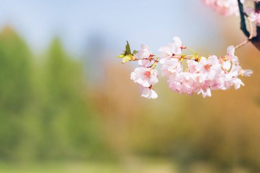 Pembe kiraz çiçeği dalları çiçek açtı. Bahar konsepti Boşluğu kopyala