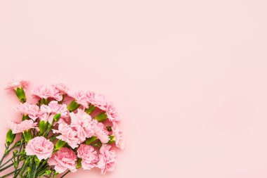 Pembe arka planda pembe karanfil çiçekleri. Anneler günü, sevgililer günü, doğum günü kutlaması konsepti. Metin için boşluk kopyala, üst görünüm