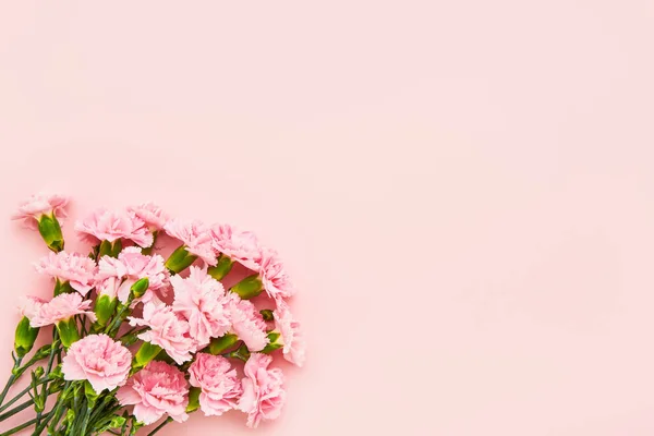 Pink carnation flowers on pink background. Mothers day, Valentines Day, Birthday celebration concept. Copy space for text, top view