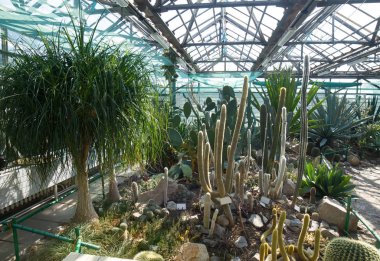 Kaktüs, aloe ve diğer ağaçlar birçok türde ile sera.