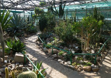 Güzel cam sera tropikal Afrika bitkileri ile.