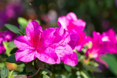 Bahçede harika pembe azaleas.