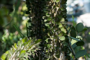 Alluaudia adscendens bitki. 