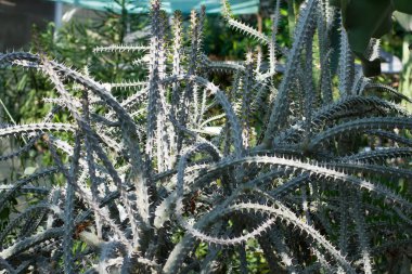 Madagaskar kaktüs dikenli çok dallı.