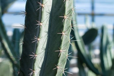 Büyük kök kaktüs Close-up.
