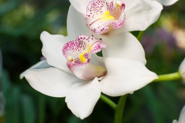 Pembe çekirdek ile hassas beyaz orkide.