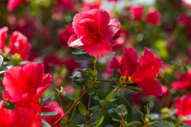 Kırmızı açelya portre.