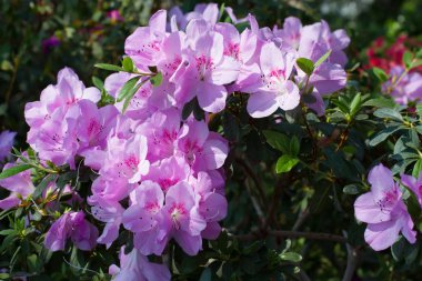 Büyük çiçek açan açelya bush.