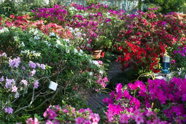 Piękny ogród z kwitnących azalii w szklarni. — Zdjęcie stockowe