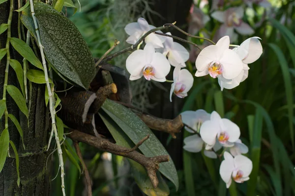 Beyaz orkide phalaenopsis birçok tomurcukları.