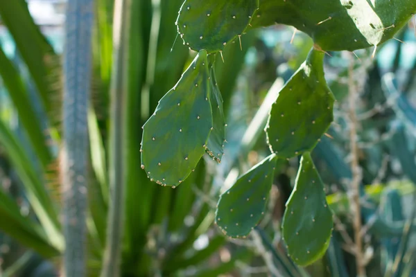 Flat leaf of cactus. — Stock Photo, Image