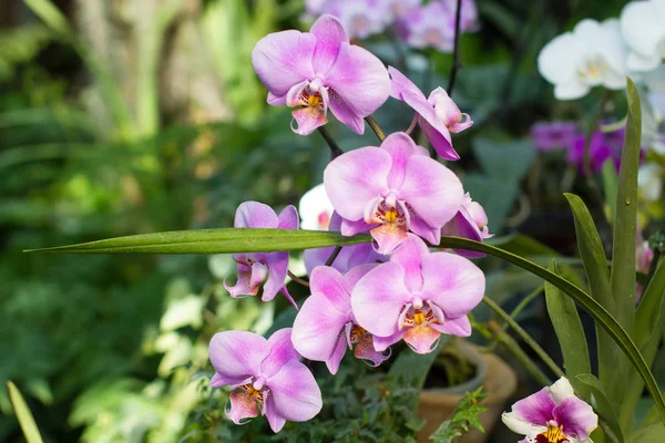 Narin pembe orkide phalaenopsis yeşil bir bahçe içinde.