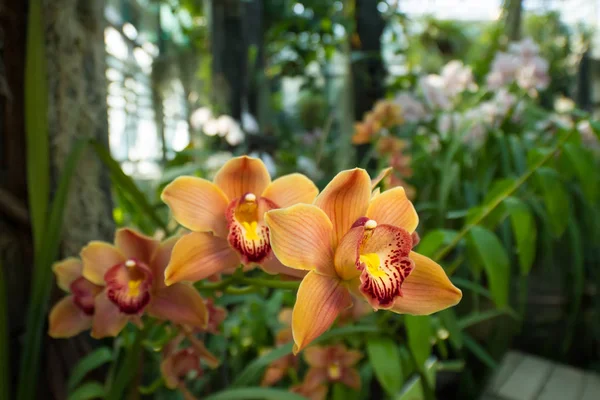 Яркие оранжевые орхидеи в тропическом лесу . — стоковое фото