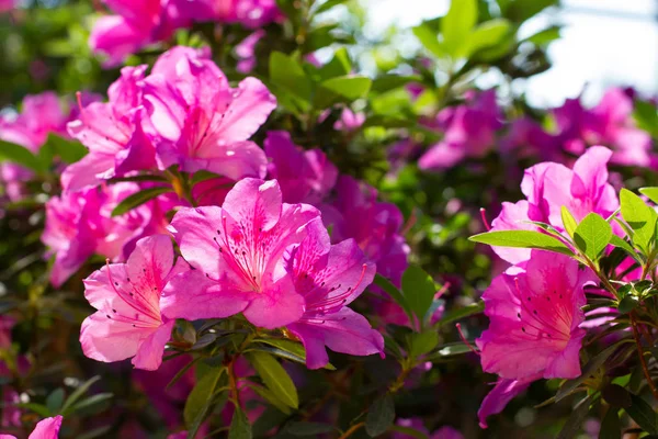 Many flowering pink azaleas in the park. — Stock Photo, Image