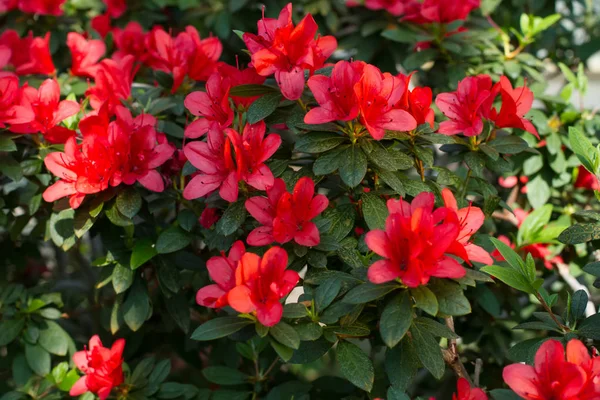 Grande arbusto azálea vermelho no jardim . — Fotografia de Stock