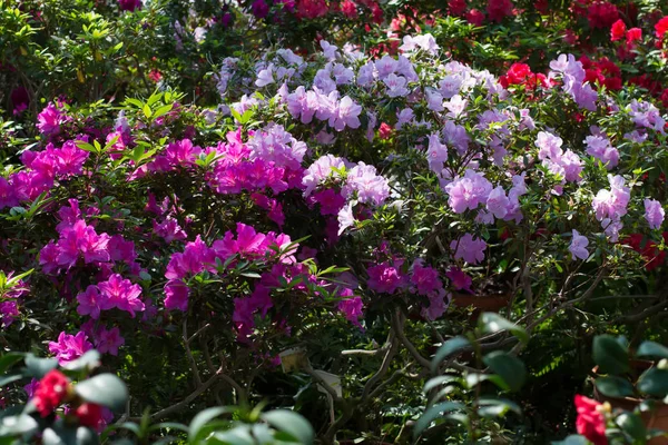 Kwitnący ogród azalii. — Zdjęcie stockowe