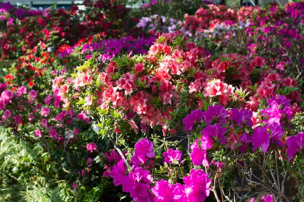 Kolorowy ogród kwiaty. — Zdjęcie stockowe