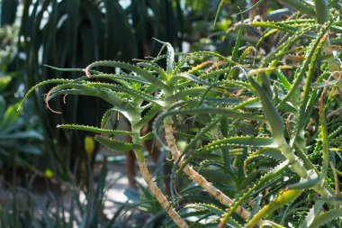 aloe vera bitki yaprakları.