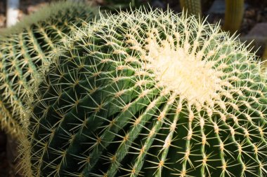 Echinocactus büyük diken ile.