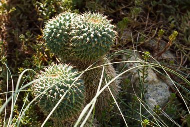 İnce ve keskin spines ile küçük kaktüs.