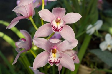Yumuşak pembe orkide cymbidium yakın çekim.