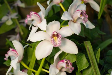 Yavaşça kremsi cymbidium orkide.