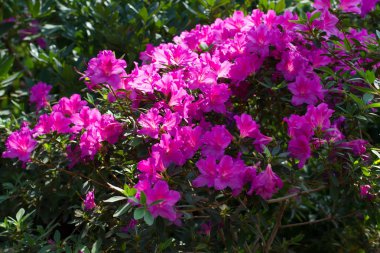 ilkbaharda çiçek açan güzel.