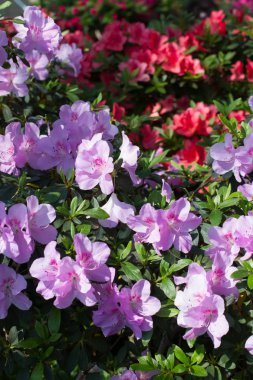 Yavaşça mor açelya.