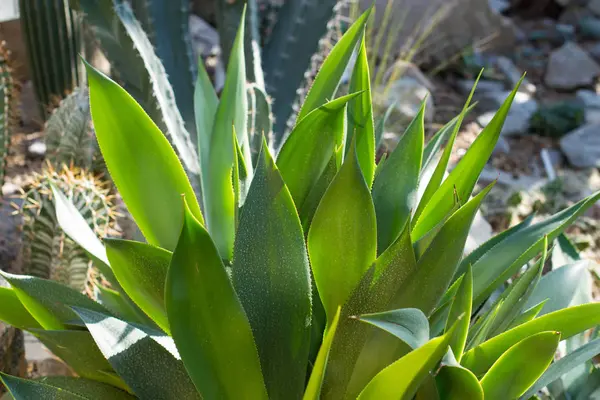 Agave plant close up. — Stock Photo, Image