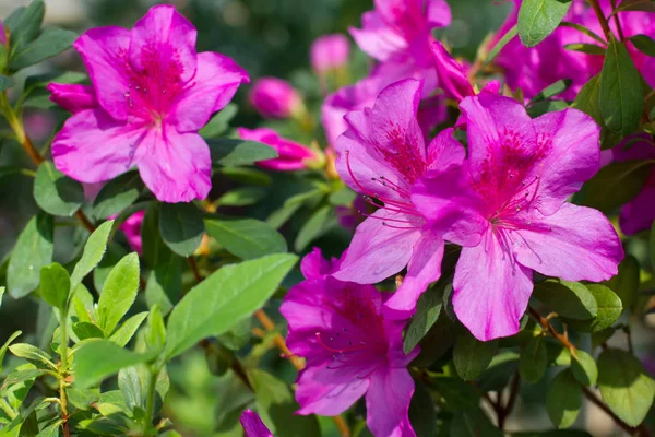 Parlak pembe açelya Close-up. 