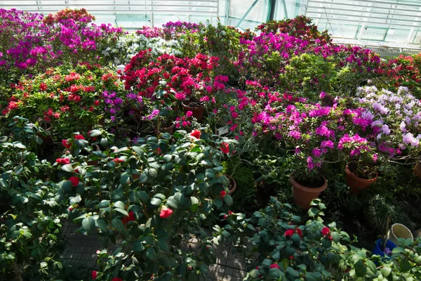 Many colorful flowers in the greenhouse. — Stock Photo, Image