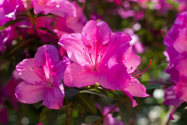 Açelya pembe yakın çekim.